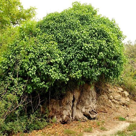 Agios Thomas  Villa Axenti المظهر الخارجي الصورة