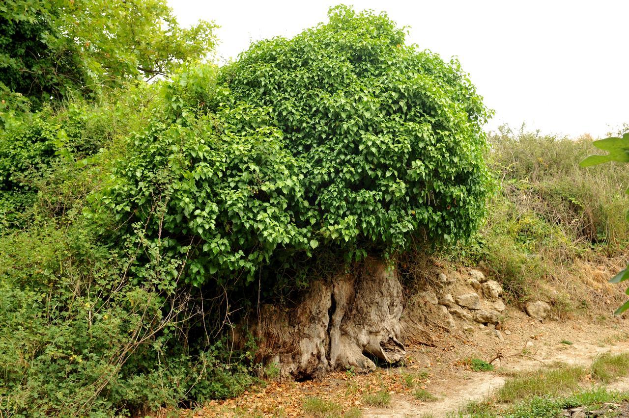 Agios Thomas  Villa Axenti المظهر الخارجي الصورة