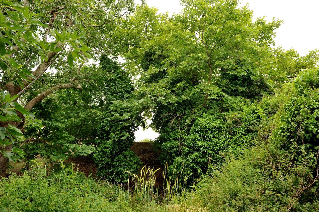 Agios Thomas  Villa Axenti المظهر الخارجي الصورة
